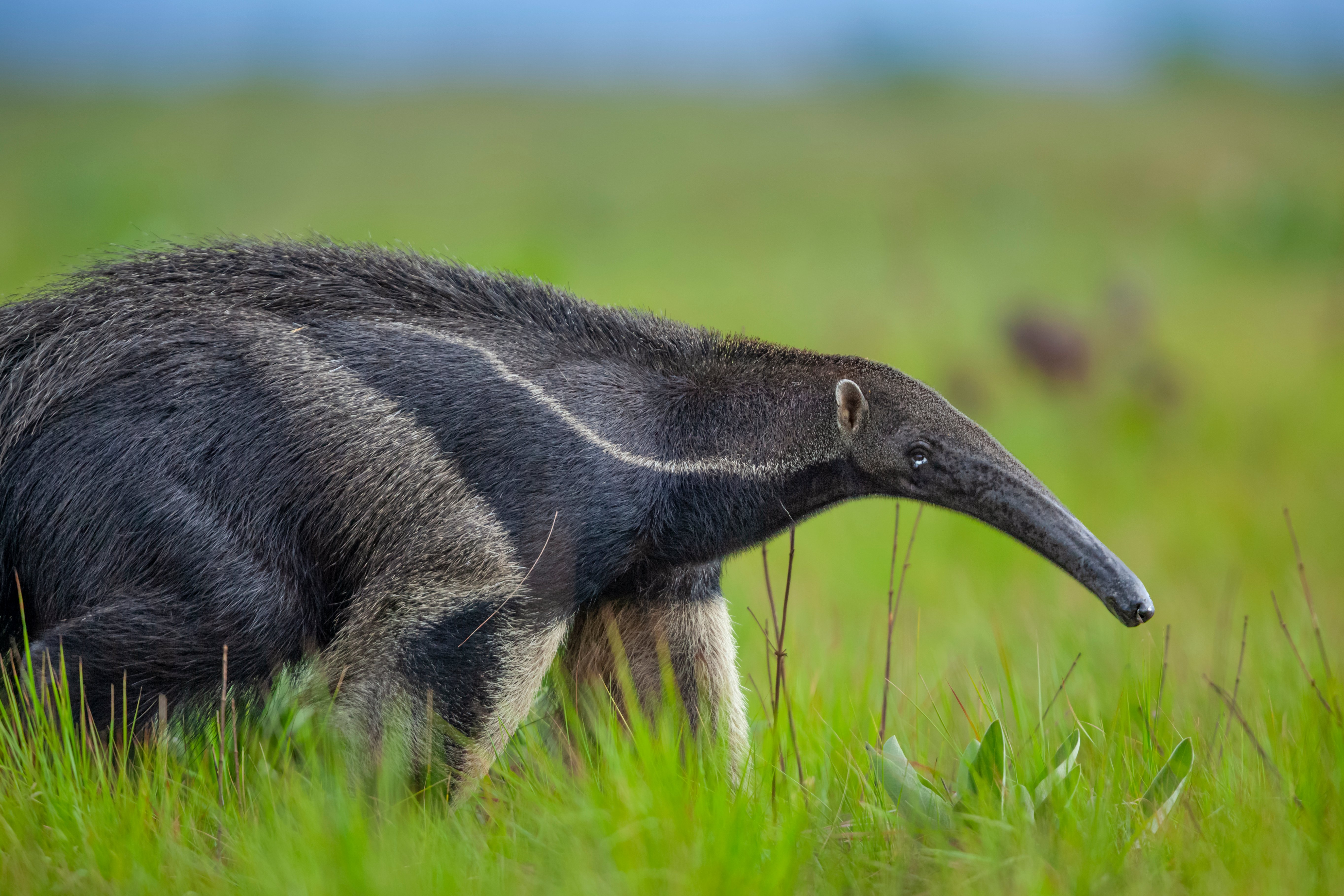 Giant Anteater, Guyana